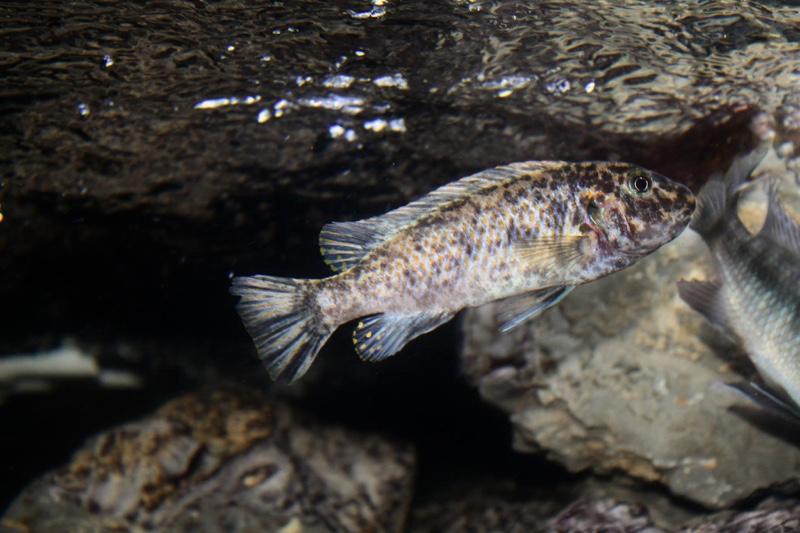 Labeotropheus fuelleborni 'Katale Island'
